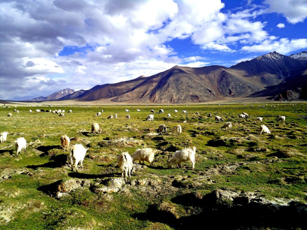phurbu tsering q ggrwxux3i unsplash